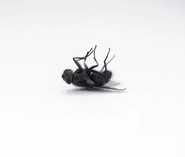 Νεκρό Μύγα Λευκό Περβάζι — Φωτογραφία Αρχείου