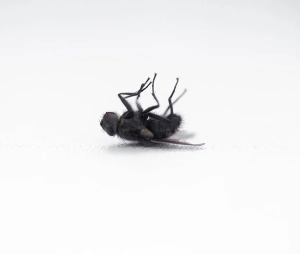 Dead Fly White Windowsill — Stock Photo, Image