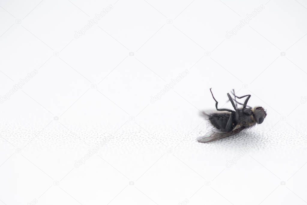 dead fly on white windowsill