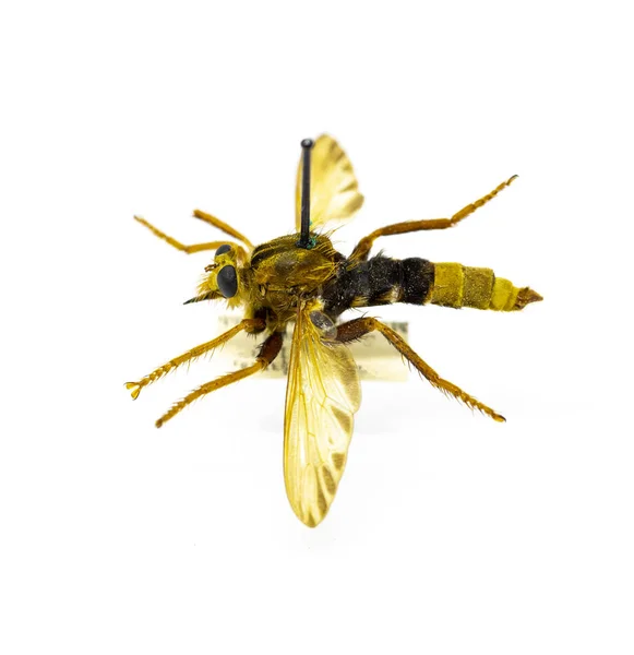 Insekten Bienen Fliegen Wespen Der Entomologischen Sammlung Von Insekten Entomologie — Stockfoto
