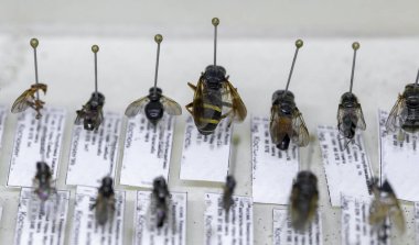 böcekler arılar, sinekler, eşekarısı böcekler entomolojik koleksiyonunda. Entomoloji, böcekler topuklu