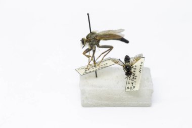böcekler arılar, sinekler, eşekarısı böcekler entomolojik koleksiyonunda. Entomoloji, böcekler topuklu