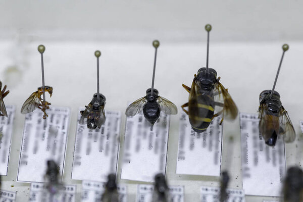 insects bees, flies, wasps in the entomological collection of insects. entomology , insects in high heels