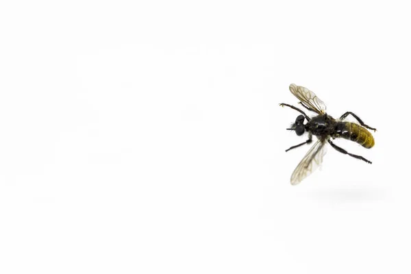 Μέλισσες Έντομα Μύγες Σφήκες Της Εντομολογικής Συλλογής Των Εντόμων Εντομολογία — Φωτογραφία Αρχείου