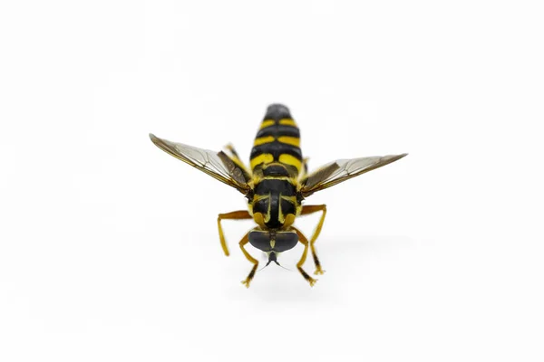 Insects Bees Flies Wasps Entomological Collection Insects Entomology Insects High — Stock Photo, Image