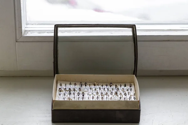 Böcekler Arılar Sinekler Eşekarısı Böcekler Entomolojik Koleksiyonunda Entomoloji Böcekler Topuklu — Stok fotoğraf