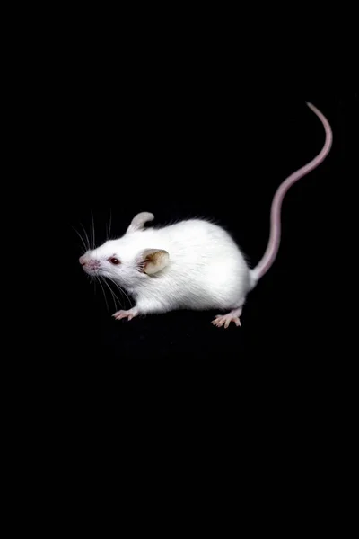 黑色背景上的白鼠靠近 好奇的鼠标 — 图库照片