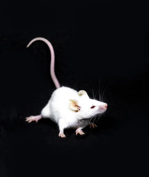 white mouse on black background close up. Curious mouse