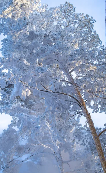 白雪覆盖的松树在冬天森林从蒸汽加热锅炉房 — 图库照片