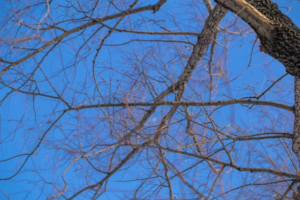 Tekstura Gałązki Pniu Brzozy Tle Niebieskiego Nieba Zimie — Zdjęcie stockowe