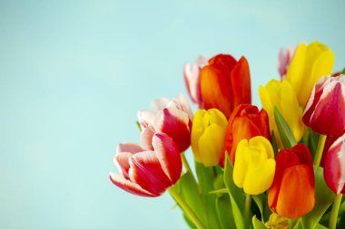 mavi arka plan üzerinde renkli bahar laleler