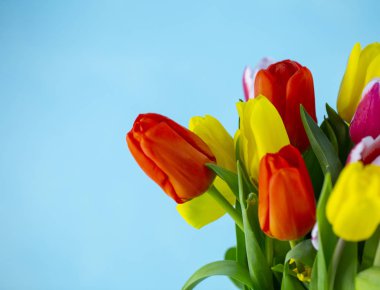 mavi arka plan üzerinde renkli bahar laleler