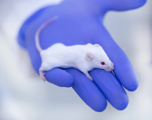 model white mouse in blue gloves, medical research