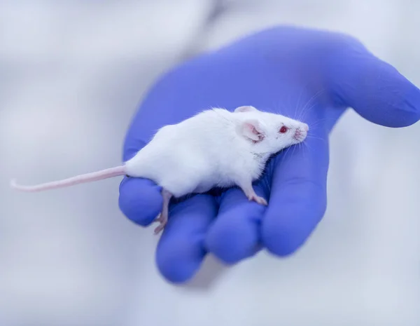 model white mouse in blue gloves, medical research