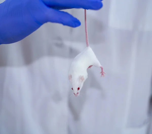 青の手袋 医学研究のモデル白マウス — ストック写真