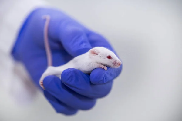 model white mouse in blue gloves, medical research