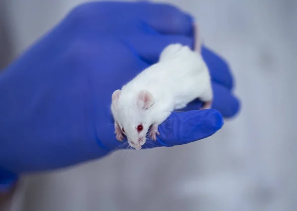 model white mouse in blue gloves, medical research