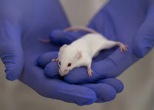 model white mouse in blue gloves, medical research