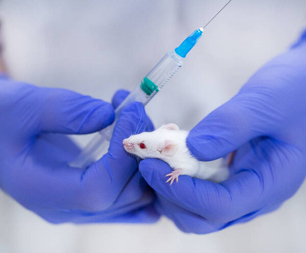 model white mouse in blue gloves, medical research