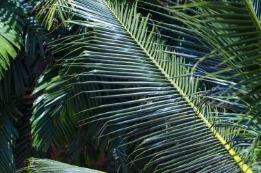 Asya'da palmiye orman