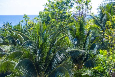 Asya'da palmiye orman