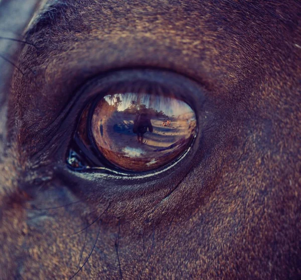 Zbliżenie oko konia. w oczy konia jest ustalana t — Zdjęcie stockowe