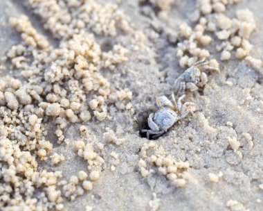 vizon kazmak küçük Yengeç ile sahilde kum doku