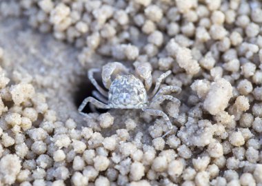 vizon kazmak küçük Yengeç ile sahilde kum doku