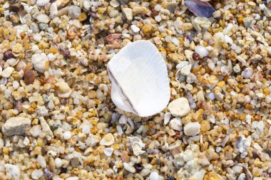 Sahil kumu kabukları ile doku