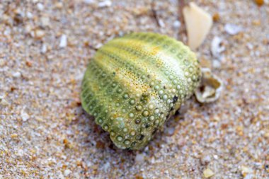 Sahil kumu kabukları ile doku