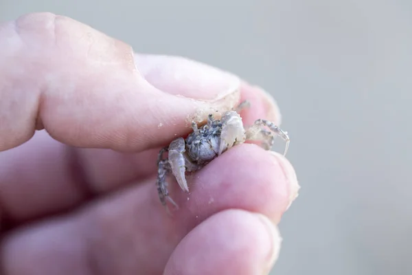 Crab in hand on the sea beach — Stock Photo, Image