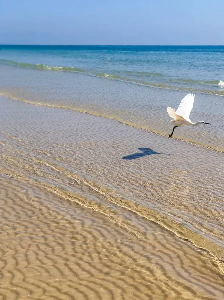 Silberreiher Vogel Strand Fliegender Silberreiher Unter Dem Meerwasser — Stockfoto