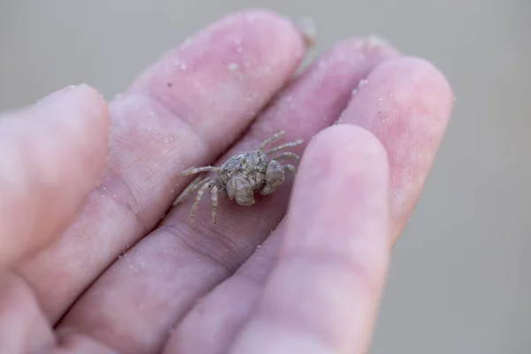 Crabe à la main sur la plage de la mer — Photo