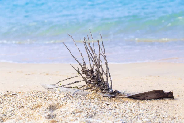 Ξύλο Εμπλοκή Στην Παραλία — Φωτογραφία Αρχείου