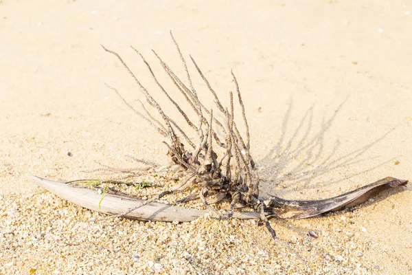 Ξύλο Εμπλοκή Στην Παραλία — Φωτογραφία Αρχείου