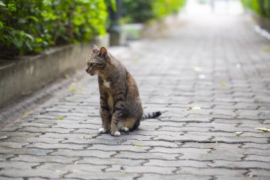 Sarı gözlü çizgili kedi evin yanında yol boyunca yürür