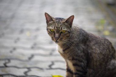 Sarı gözlü çizgili kedi evin yanında yol boyunca yürür
