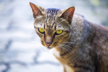Sarı gözlü çizgili kedi evin yanında yol boyunca yürür
