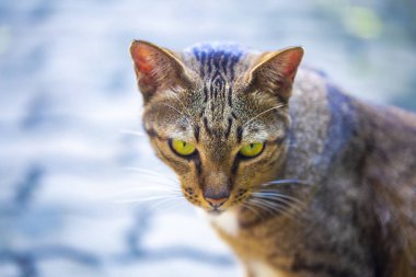 Sarı gözlü çizgili kedi evin yanında yol boyunca yürür