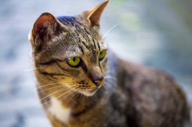 Sarı gözlü çizgili kedi evin yanında yol boyunca yürür