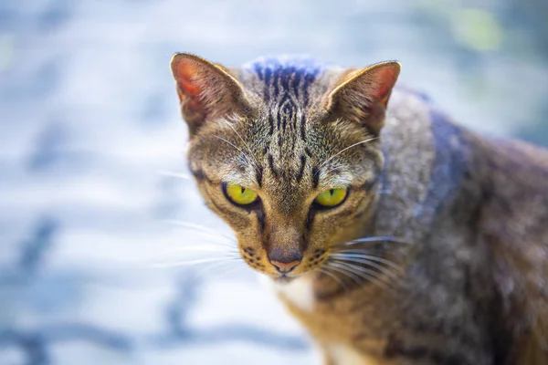 striped cat with yellow eyes walks along the path near the house