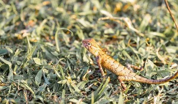 Iguana Maskowane Trawie — Zdjęcie stockowe