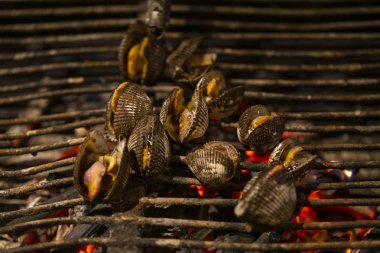 kabuklu deniz ürünleri, deniz kabuklarını gece gıda Tayland Pazar.