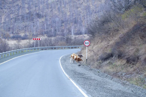 Route de montagne au printemps. les montagnes de l'Altaï au printemps — Photo