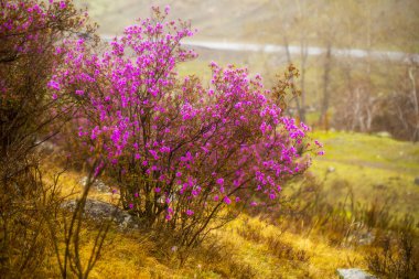 maralnik çiçekli, Altay mou erken ilkbaharda bagulnik