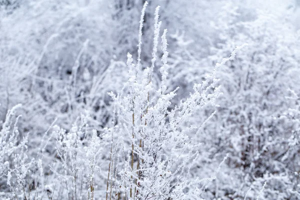 Az erdőben, a kora tavasszal a fagy az Altaj. közeli — Stock Fotó