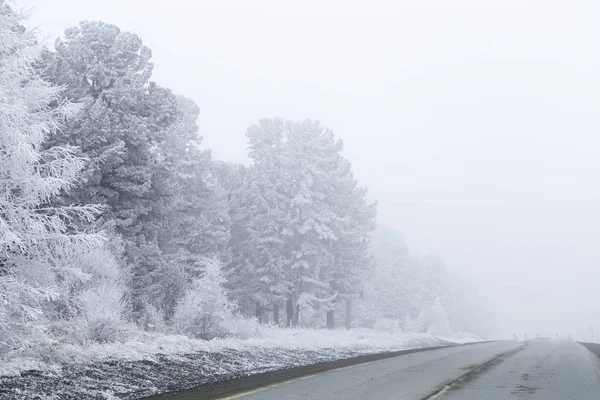 Foresta nebbiosa nel gelo all'inizio della primavera ad Altai — Foto Stock