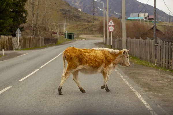 Vaca na estrada na antiga aldeia no Altai no início da primavera — Fotografia de Stock