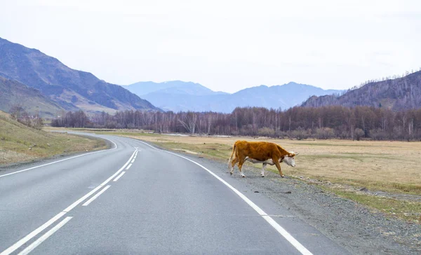Vache sur la route dans le vieux village de l'Altaï au début du printemps — Photo