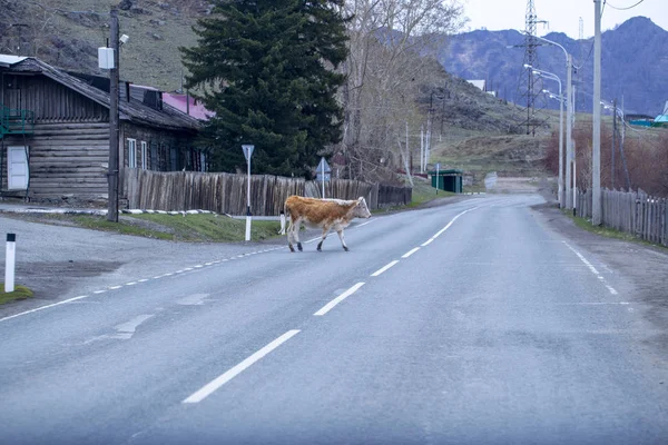 cow on the road in the old village in the Altai in early spring